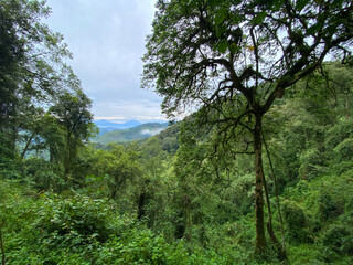 UGA_Rainforest_2022_RET_IMG0763.jpeg