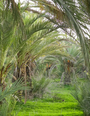 Obraz premium Date palm forest in Cyprus. Tropical nature.