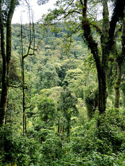 UGA_Rainforest_2022_RET_IMG0764.jpeg