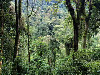 UGA_Rainforest_2022_RET_IMG0765.jpeg