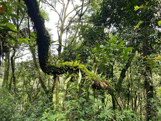 UGA_Rainforest_2022_RET_IMG0874.jpeg