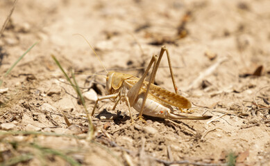 Locust close-up on plants. Locust invasion of agricultural fields. Exotic food of Asia.