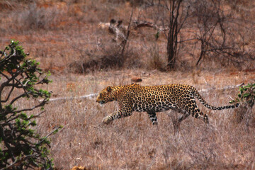 Safari in Tsavo East, Tsavo West, Amboseli and Masai Mara National Park (Kenya) - Wild Animals
