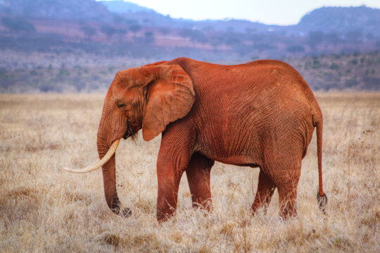 Safari in Tsavo East, Tsavo West, Amboseli and Masai Mara National Park (Kenya) - Wild Animals