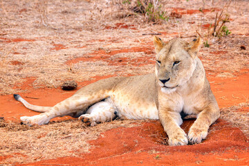 Safari in Tsavo East, Tsavo West, Amboseli and Masai Mara National Park (Kenya) - Wild Animals