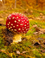 Close up of red toadstool.