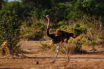 Fototapeta premium Safari in Tsavo East, Tsavo West, Amboseli and Masai Mara National Park (Kenya) - Wild Animals