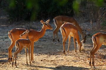 Safari in Tsavo East, Tsavo West, Amboseli and Masai Mara National Park (Kenya) - Wild Animals