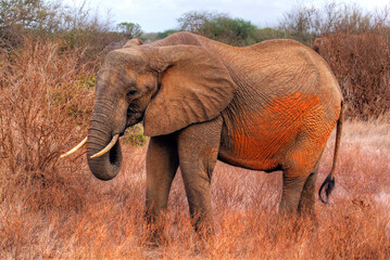 Obraz premium Safari in Tsavo East, Tsavo West, Amboseli and Masai Mara National Park (Kenya) - Wild Animals