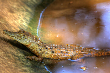 Safari in Tsavo East, Tsavo West, Amboseli and Masai Mara National Park (Kenya) - Wild Animals