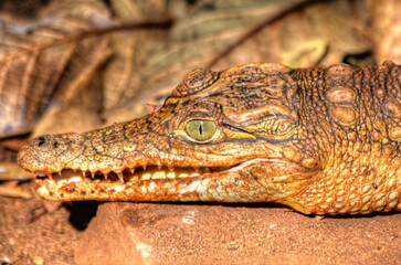 Obraz premium Safari in Tsavo East, Tsavo West, Amboseli and Masai Mara National Park (Kenya) - Wild Animals