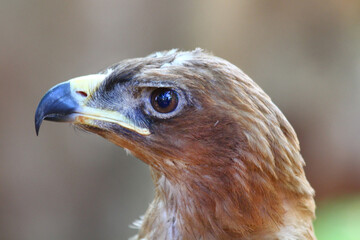 Safari in Tsavo East, Tsavo West, Amboseli and Masai Mara National Park (Kenya) - Wild Animals