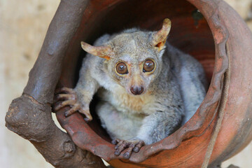 Safari in Tsavo East, Tsavo West, Amboseli and Masai Mara National Park (Kenya) - Wild Animals