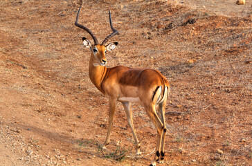 Safari in Tsavo East, Tsavo West, Amboseli and Masai Mara National Park (Kenya) - Wild Animals