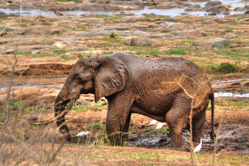 Fototapeta premium Safari in Tsavo East, Tsavo West, Amboseli and Masai Mara National Park (Kenya) - Wild Animals