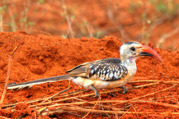 Safari in Tsavo East, Tsavo West, Amboseli and Masai Mara National Park (Kenya) - Wild Animals