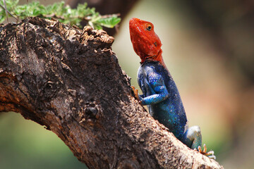 Safari in Tsavo East, Tsavo West, Amboseli and Masai Mara National Park (Kenya) - Wild Animals