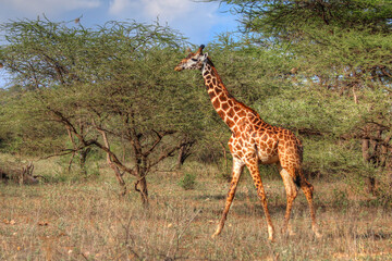 Safari in Tsavo East, Tsavo West, Amboseli and Masai Mara National Park (Kenya) - Wild Animals