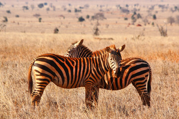 Safari in Tsavo East, Tsavo West, Amboseli and Masai Mara National Park (Kenya) - Wild Animals