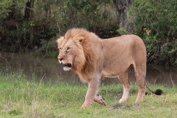 Naklejka premium Safari in Tsavo East, Tsavo West, Amboseli and Masai Mara National Park (Kenya) - Wild Animals