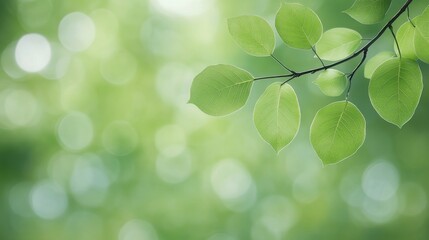 Fototapeta premium Fresh green leaves gently swaying on a branch in a serene forest during daylight hours