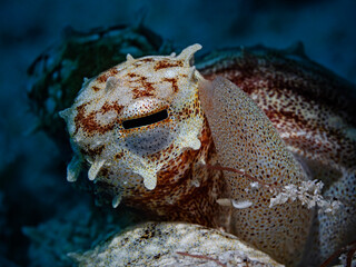 The eye of the octopus