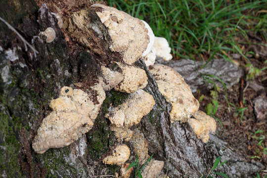 サルノコシカケ毒性」の写真素材 | 74件の無料イラスト画像 | Adobe Stock