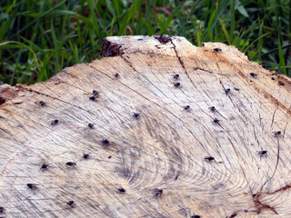 Flies on a tree trunk in the Jahnishausen Castle Park near Riesa (Saxony, Germany)