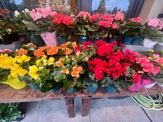 Vibrant Display of Blooming Begonias in Various Colors