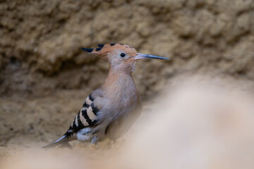 Eurasian hoopoe (Upupa epops) on the ground. An Eurasian Hoopoe (Upupa epops) resting on the desert ground