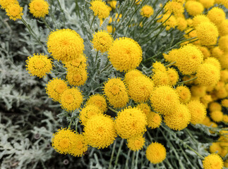 Grey Santolina plant with flowers. Santolina chamaecyparissus plant. Lavender cotton