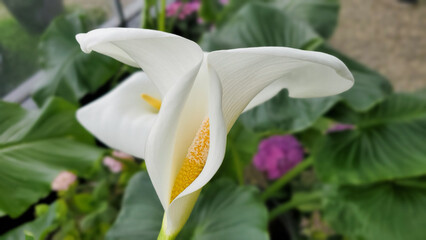 Beutiful white calla lily in the garden. Close-up, floral background