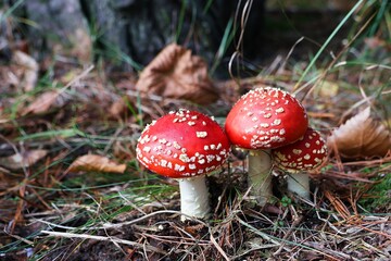 Beautiful fly agaric in its natural environment. Amanita muscaria. Selective focus.