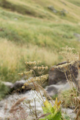 A close-up of delicate wildflowers in a natural meadow, with a flowing stream softly blurred in the background. The image captures the peaceful beauty of nature, focusing on intricate plant details