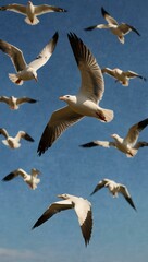 Obraz premium Flock of seagulls in flight.