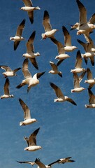 Fototapeta premium Flock of seagulls in flight.