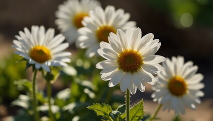 Obraz premium Flowers basking in sunshine.