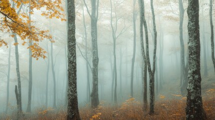 Naklejka premium A Misty Forest with Tall Trees and Fallen Leaves