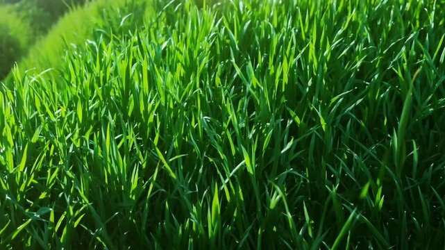 Illustrated background of green grass