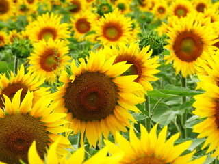 Fototapeta premium An infinity of sunflowers blooming in Summer, rural landscape background. vibrant yellow flowers of Helianthus Annuus in the agricultural field