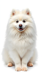 Obraz premium Samoyed sits elegantly, showing its thick, snowy white fur and friendly winks against white studio background. Concept of animal life, pet lovers, veterinary, canine food. Ad isolated with white hig