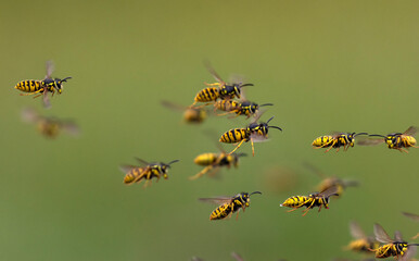 swarm of dangerous striped insects flying in summer garden
