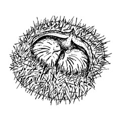 Chestnut inside a spiky shell. Intricate black and white vector hand drawn ink illustration detailed linework emphasizing the natural texture. Perfect for seasonal or nature themed designs, eco goods.