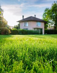 Close-up of green lawn with blurred house in the background. Backyard landscaping.