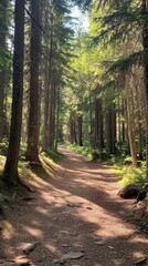 Fototapeta premium Sunlit Forest Path: A picturesque path winds through a lush forest, bathed in warm sunlight that casts long shadows on the mossy ground.