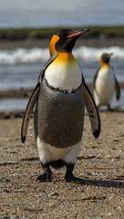 Fototapeta premium King penguin on a beach in the Falkland Islands.