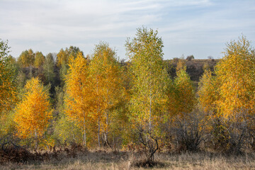 Fototapeta premium Autumn landscape - Beautiful birch grove on a sunny day