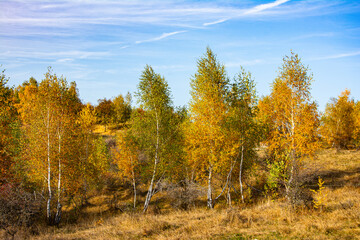 Autumn landscape - Beautiful birch grove on a sunny day