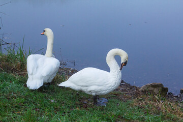 Obraz premium Two white swans cleaning their feathers on green grass on the lake shore.