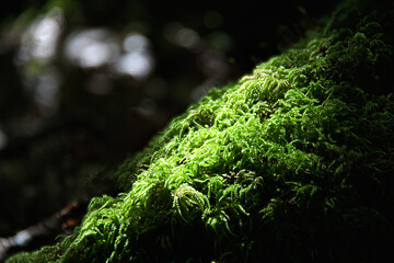 Cute tiny landscape with green moss